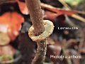 Pholiotina arrhenii-amf2115-1